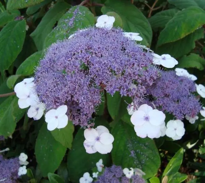Blue Bird Lacecap Hydrangea