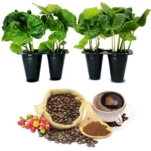 Coffee Plant Arabica (4 Pack) Real Live Plant for Sale | Coffee Lover's Dream | Easy to Grow Live for Planting | Grow Your Own Food on Your Edible Organic Garden