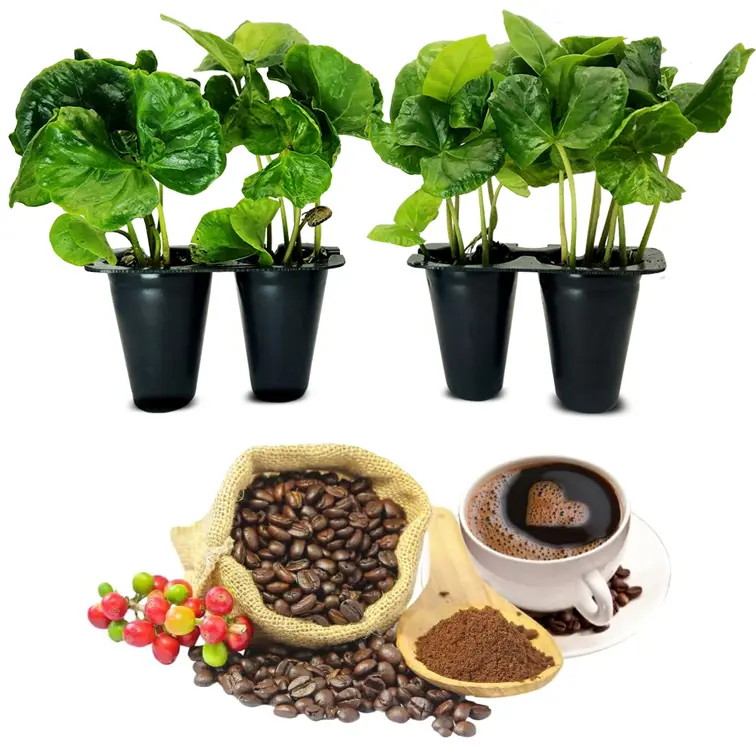 coffee plant types - TikTok Shop