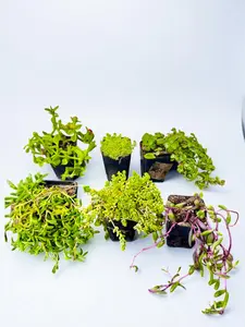 2” Live Succulent Plants - Mini Succulent Plant,Low Maintenance,Indoor Outdoor Plant,Gift for Home Garden Decoration, Starter Kit
