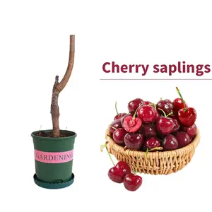 Live Grafted Cherry Tree Seedling Healthy Fruit Plant Sweet Cherry Variety Fast Growing Heavy Fruit Bearing Strong Root System High Survival Rate Easy To Grow For Home Garden Outdoor Yard Balcony Patio Fruit Tree Live Plant