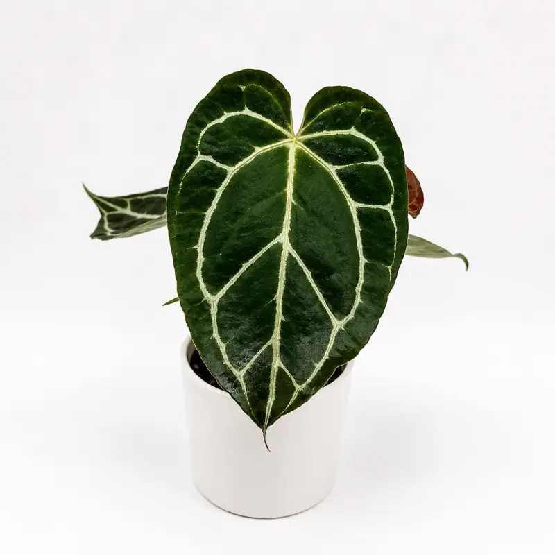 Rare Anthurium Crystallinum Live Plant in 4-in Pot, Collector's Indoor Plant, Stunning Dark Green Velvet-Like Veined Leaves for Home & Garden Spaces