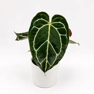 Rare Anthurium Crystallinum Live Plant in 4-in Pot, Collector's Indoor Plant, Stunning Dark Green Velvet-Like Veined Leaves for Home & Garden Spaces