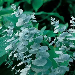 Eucalyptus Seeds – Non-GMO, Easy to Grow, Fragrant Evergreen Plant for Home Garden, Balcony & Backyard, Perfect for Fresh Air & Decoration