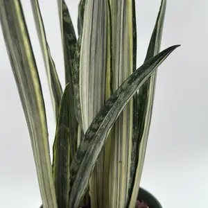 Sansevieria 'Bantel's Sensation' 6" pot - Rare Variegated Houseplant with Sword-like Leaves for Indoor Decor & Air Purification