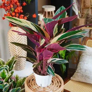 XL Stromanthe Triostar - 6 Inch Pot