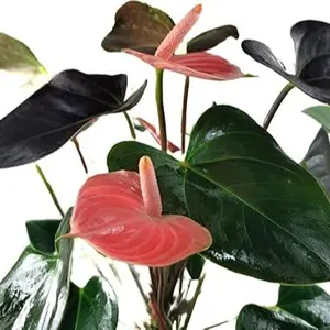 1 Small Anthurium Rainbow Champion Plant in 4" Pot - Colorful Blooms - Long-Lasting Blooms and Lush Foliage - Easy-Care Indoor Plant IN 4" Pot