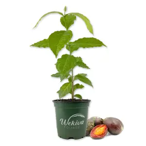 Peanut Butter Tree - Live Plant in a 4 Inch Growers Pot - Bunchosia Argentea - Exotic and Beautiful Fruit Tree for Your Edible Garden
