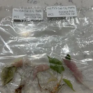 review image 8