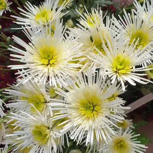 2000pcs Vibrant Aster Seeds – Fast Grow, Stunning Results