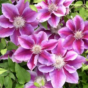 Kilian Donahue Clematis