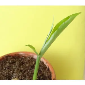 Ginger Plant - Live Starter Plants - Zingiber Officinale - Grow Your Own Spices in The Garden