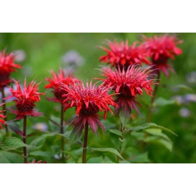 Green River 100 Red Bee Balm Seeds - Premium Perennial Flower Seeds for Pollinator Gardens & Cut Flowers - Drought-Tolerant, Deer Resistant, Fragrant Purple Blooms - Ideal for Outdoor Gardening, Containers & Wildlife Habitats
