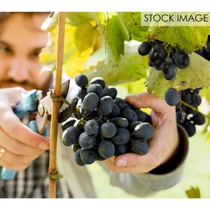 Van Zyverden Bareroot Grape Vine Cabernet Sauvi gnon 1 Plant