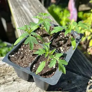 YELLOW PEAR - Cherry TOMATO, Live STARTER Plant