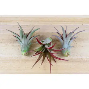 Tillandsia Red Abdita Air Plants [3 Pack]
