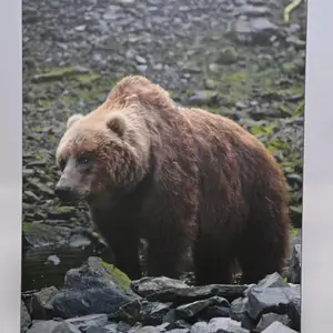 Kodiak Brown Bear Sow Photo Magnet