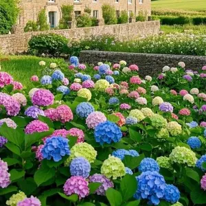 Hydrangea Garden Seed Pack (200 Pcs) – Long-Lasting Colorful Blooms, Perfect for Home Garden Decor