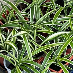 Spider Plant - 3 Inch - Indoor Plant for Home - Easy to Care for