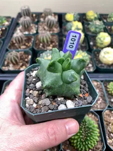 Astrophytum Myriostigma cv.  Kikko Cactus