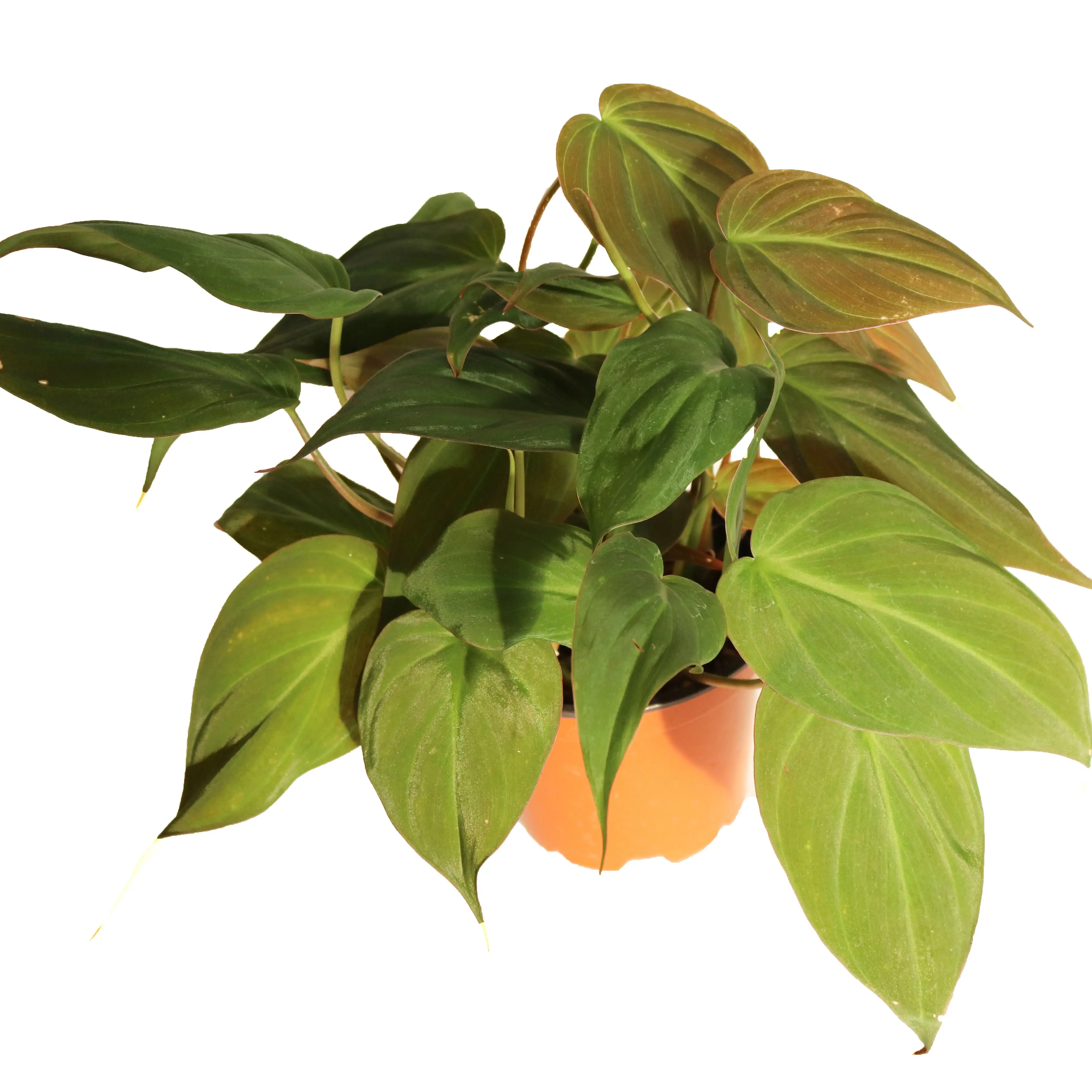 Philodendron Micans - 4" from California Tropicals