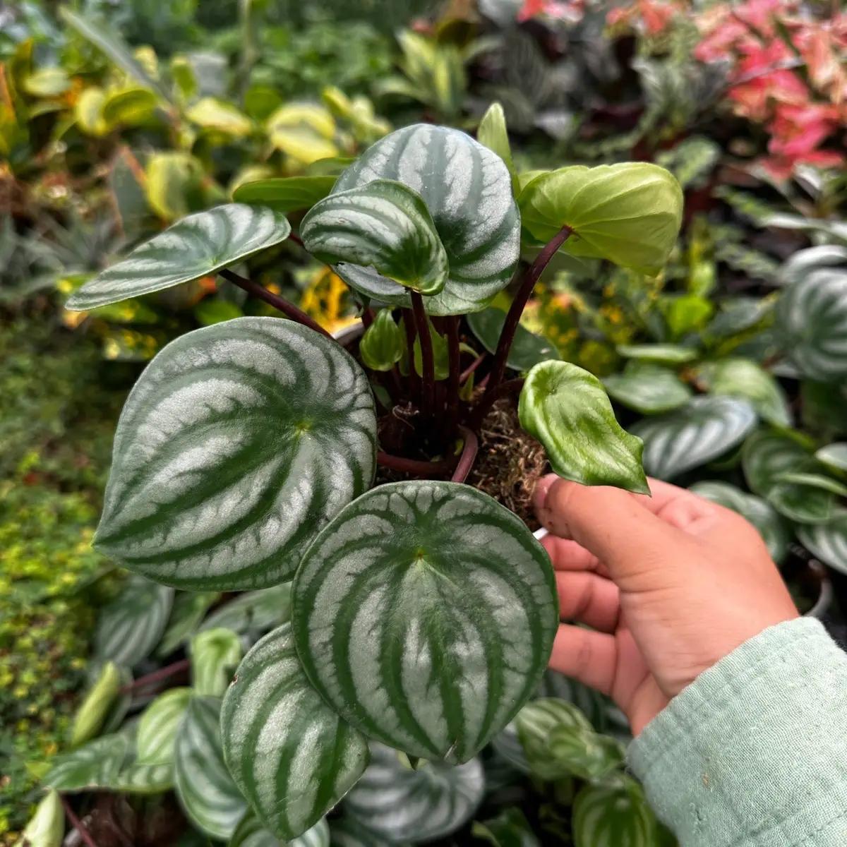 Watermelon Peperomia 4 in pot plant