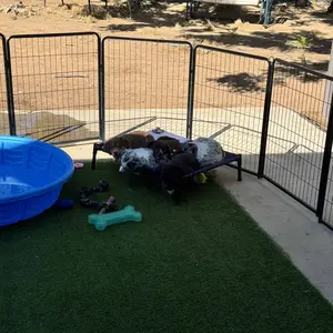【Heavy Duty】Yaheetech Dog Playpen 6/8/12/16 Panels Metal Pet Playpen, Outdoor Indoor Dog Exercise Barrier Fence, 24/32/40/47 inch