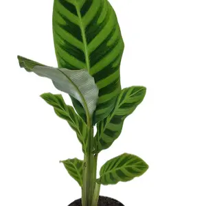 4" Calathea Zebrina Houseplant Decorative Plant Fuzzy Foliage Glowing Emerald Green Leaves Easy Care (pet friendly)