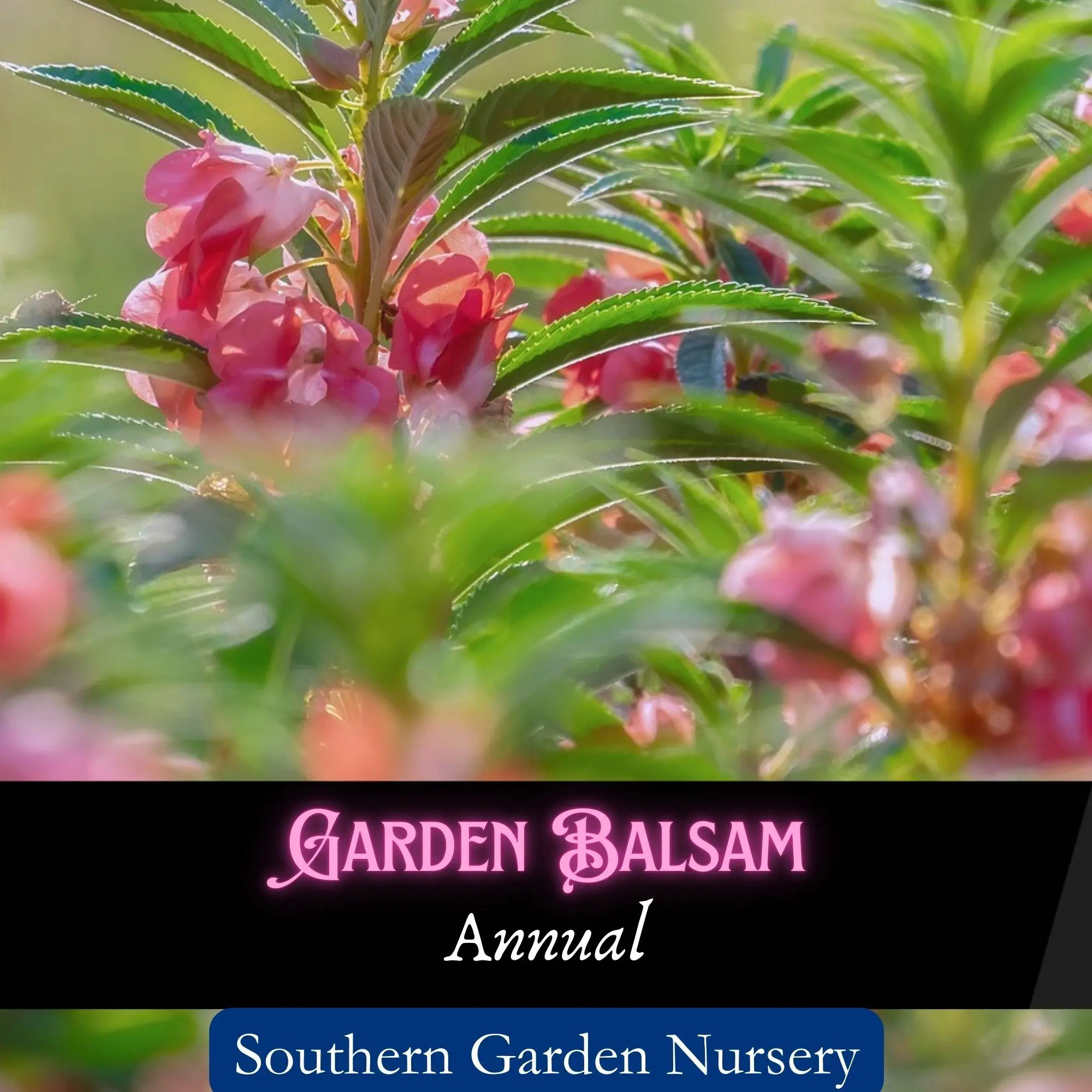 Touch-Me-Not Seeds, Garden Balsam Seed Packets, Indian Balsam, Shade Tolerant Flower Seeds, Impatiens balsamina Seeds mixed