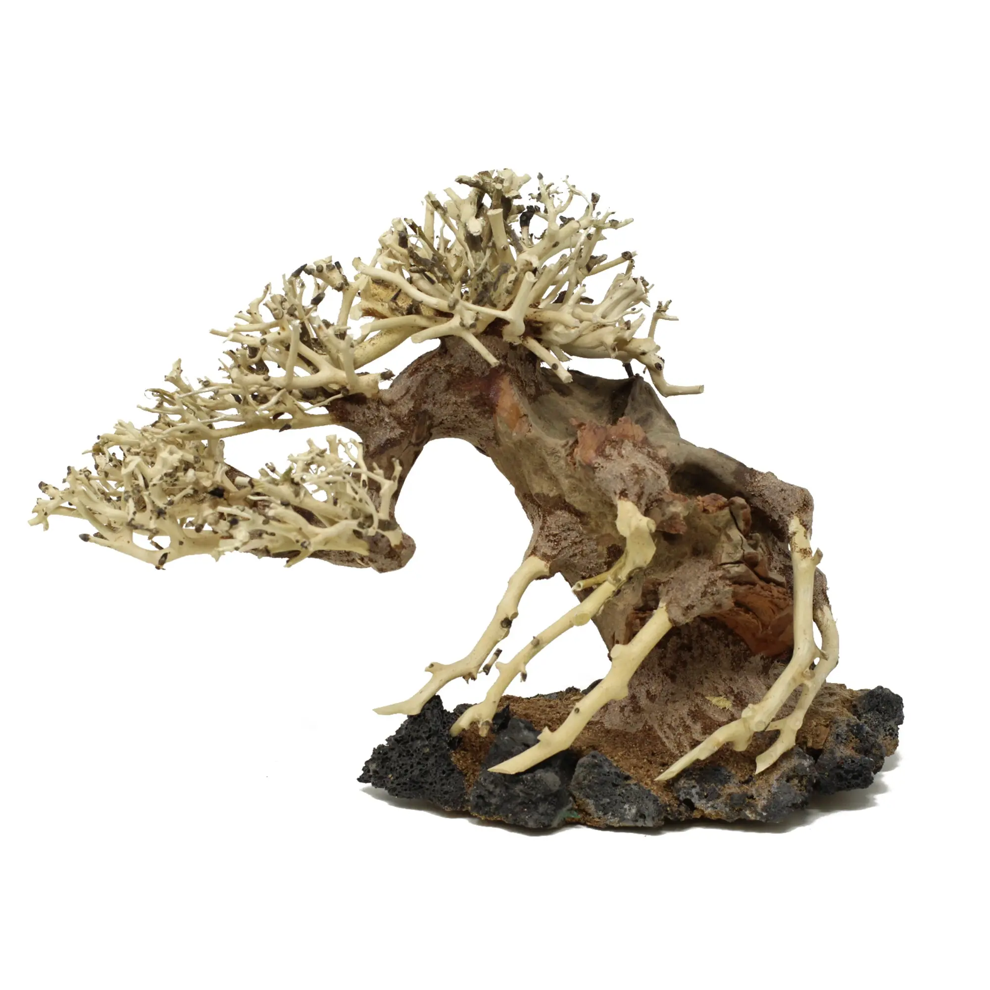 Aquarium Driftwood Bonsai Tree AquaSpace Fish Planted Freshwater AWB Random Pick