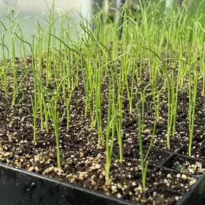 Yellow Spanish Onion Starter Plant – Live Vegetable Seedling – Sweet Mild Flavor – Large Bulb Variety – Ready to Transplant Garden Plant - 4 inch Pot