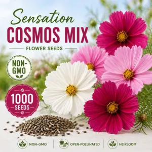 Sensation Cosmos Mix Flower Seeds – Non-GMO Open-Pollinated Annual Cut Flower