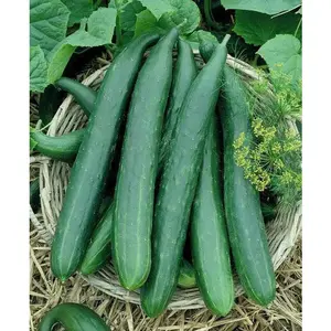 Long Green Improved Cucumber Seeds, Annual Vegetale