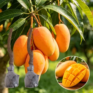 （ML#FF）Mango Tree Starter Plant Live | Tropical Fruit Sapling | Easy Care Garden Tree | Indoor Outdoor Fruit Plant for Beginners
