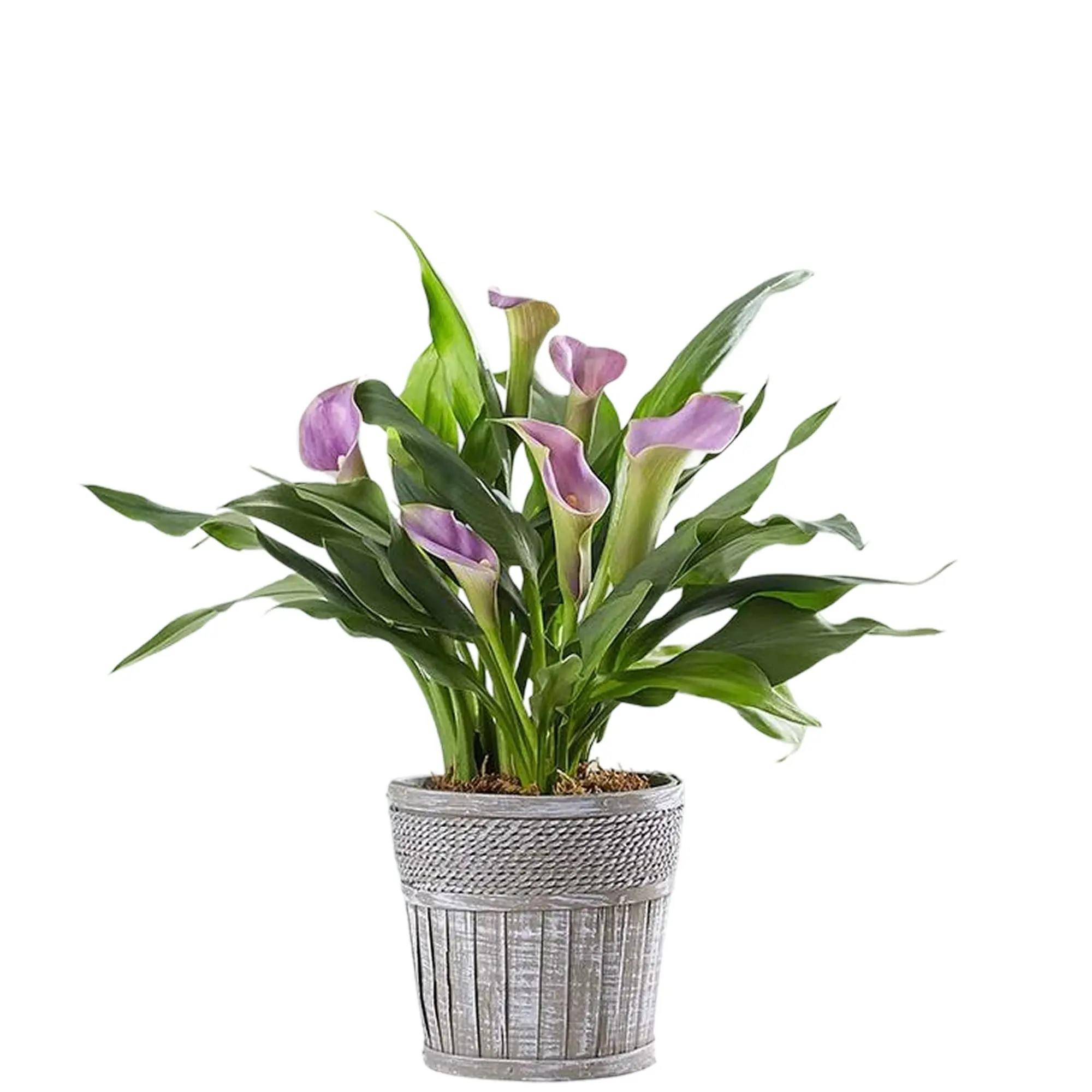 1800 Flowers - Elegant Calla Lily Purple Small