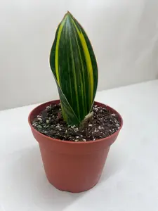 House Plant Dropship 4-SNAKE-SHARK.FIN.VAR 4 in. Variegated Shark Fin Snake Plant