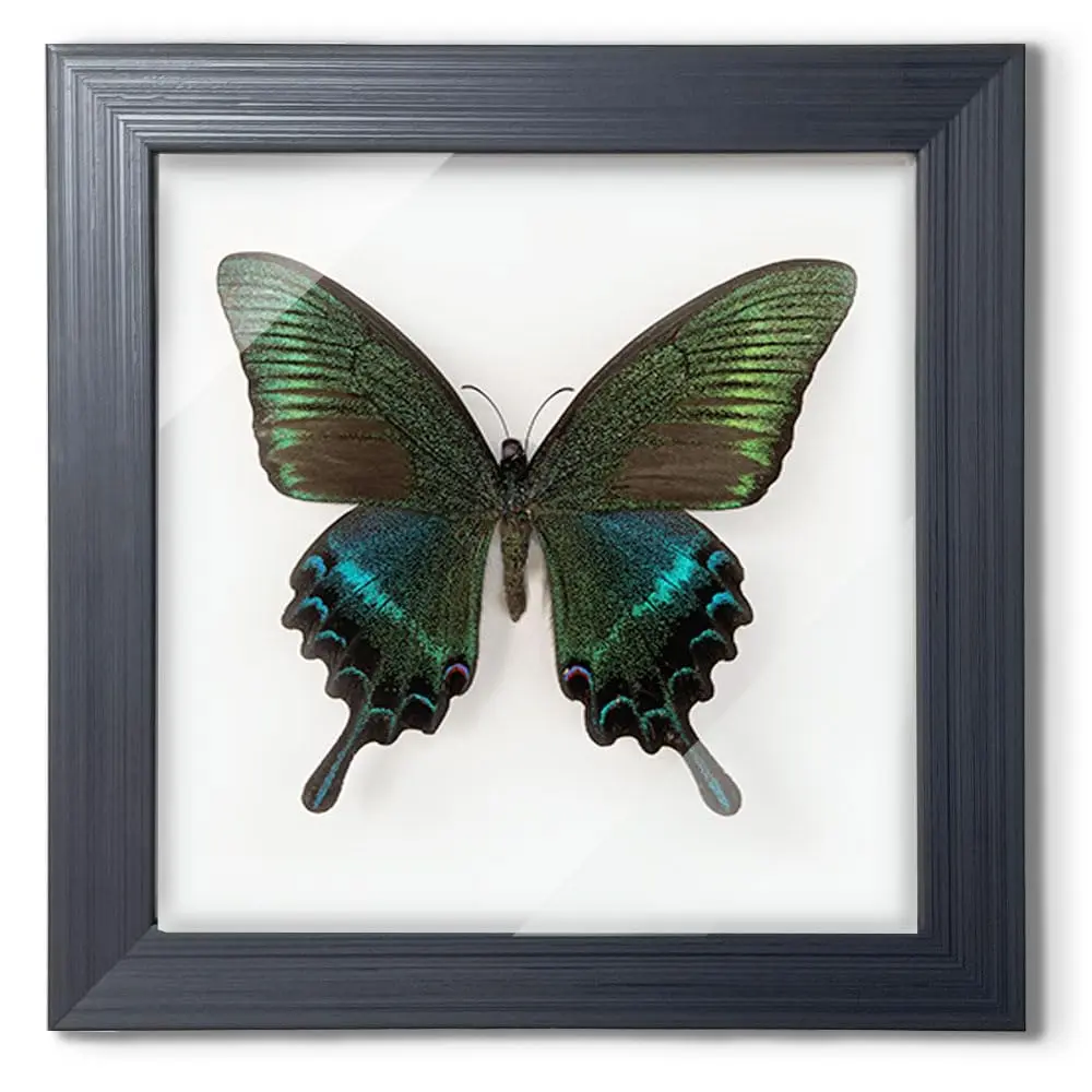 Taxidermy Framed Real Butterfly  Specimen For Science Class Insect Lover Gothic Home Decor Wall Taxidermia Goth Room Shelf Art