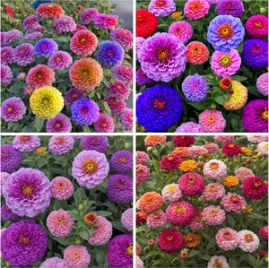 Zinnia Seeds Pack for 2026 – 1000 Non GMO Flower Seeds | Vibrant Zinnia Elegans for Pollinator Gardens, Borders & Containers | Easy-to-Grow Outdoor Blooms, Zinnia Seed Mix summergarden