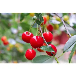 30Pcs Sour Cherry Tree Seeds for Planting