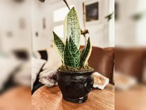 Cauldron Concrete Planter