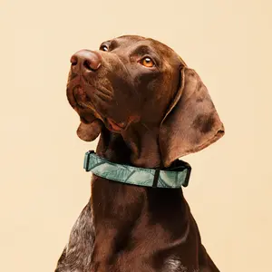 Sebastian & Clementine Green Paint Premium Adjustable Pet Collar
