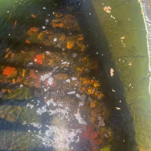 11LBS Non-GMO-Dried Worms for Chickens All Natural Dried Black Soldier Fly Larva Treats, Dried Meal Worms for Chickens, Hens, Birds... Dry Food