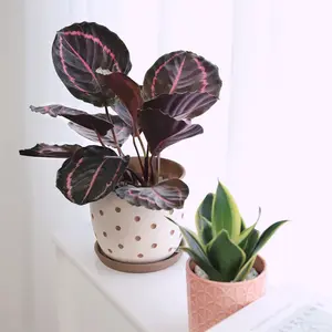Calathea 'Dottie'