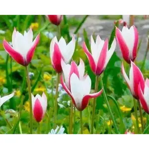 Lady Jane 'Species Tulip bulbs