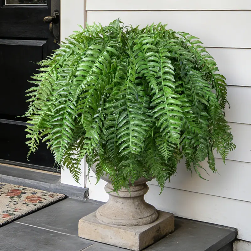 fern front porch - TikTok Shop
