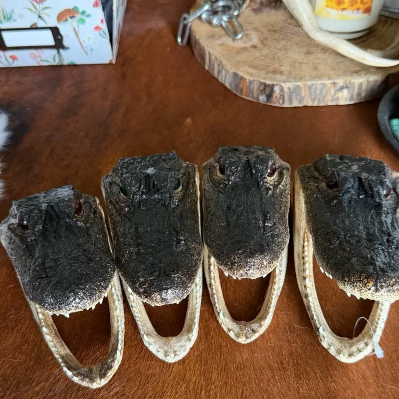 Small alligator head
