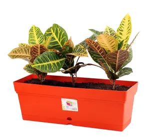 Mintra Garden - Window Box Planter (19inW x 6.75H)
