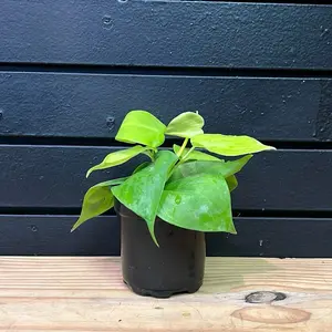 Philodendron Heartleaf Neon Plant 4 Inch