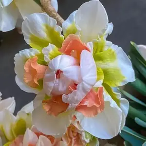 Doulbe Bubble Gum Daffodils - 5pcs - Stunning Color