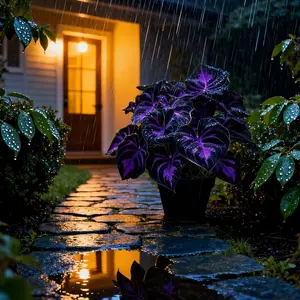 Black Purple Flower Seeds – Rare Shade-Loving Perennials with Deep Foliage, Easy to Grow for Bold Garden Borders